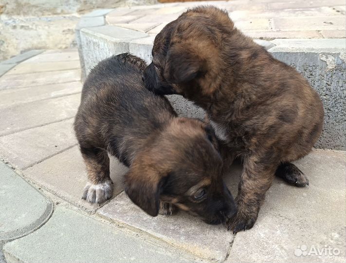 Собака в добрые руки отдам бесплатно