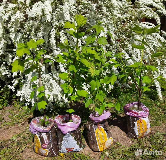 Форзиция Ива Барбарис, Черная и Красная Смородина