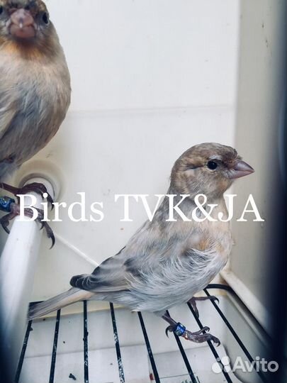 Канарейки Nero perla Черная жемчужина Италии