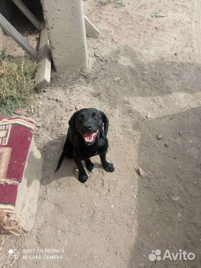 Отдам лабрадора