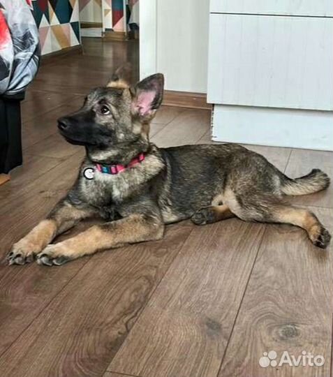 Щенки-метисы овчарки в дар