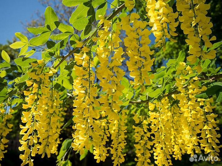 Бобовник золотой дождь(семена)