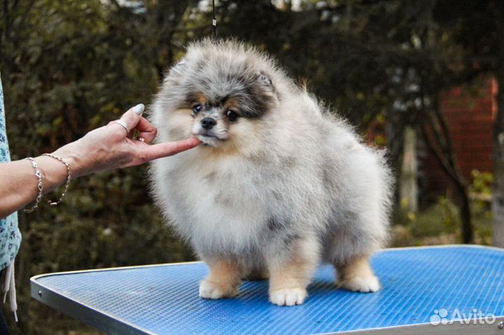 Померанский шпиц щенок