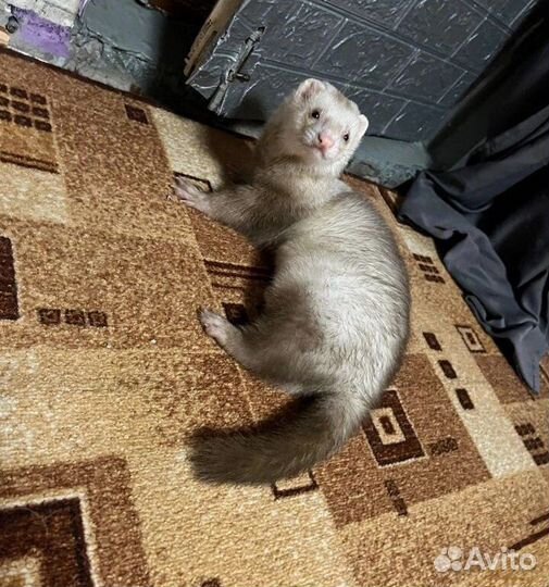 Домашний хорек