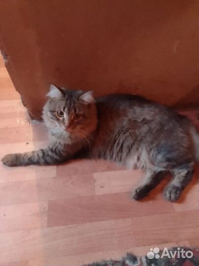 Кот в добрые руки