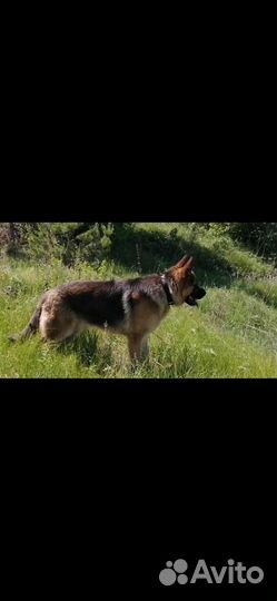 Вязка. Кобель. Немецкая овчарка