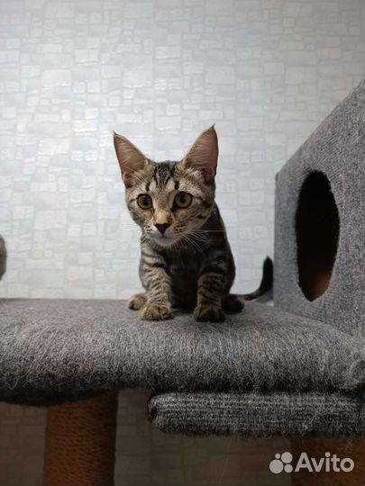 Кошка 8 месяцев