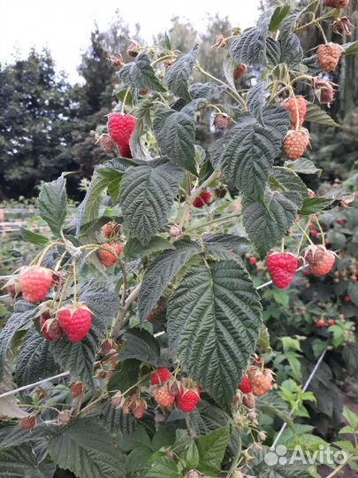 Саженцы ремонтантной малины