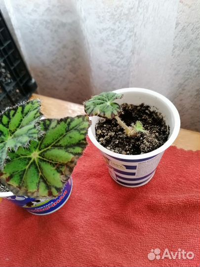 Бегония тигровая