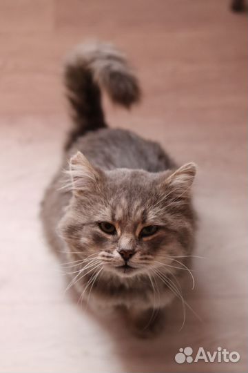 Кот Сёма