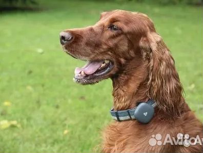 Электронный ошейник для дресировки собак