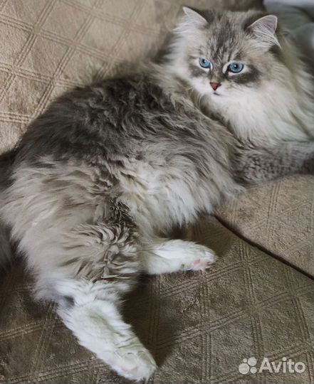 Передержка кошек/котов