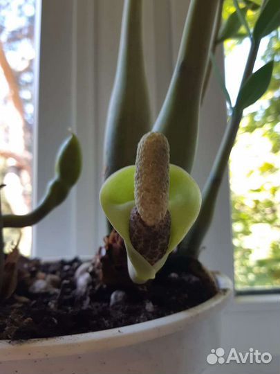 Замиокулькас