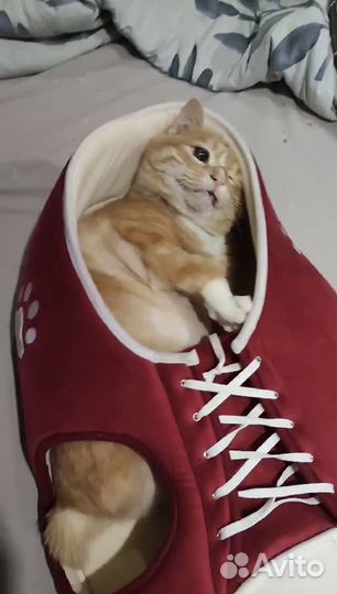 Котик
