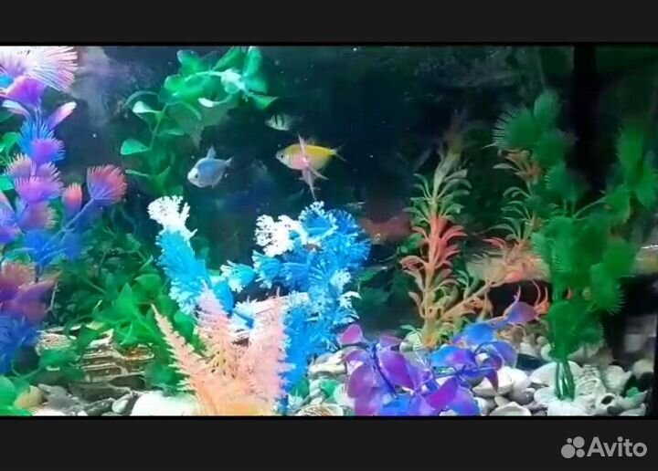 Аквариум с рыбками