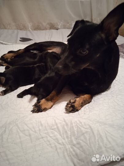 Маленькая собака в добрые руки