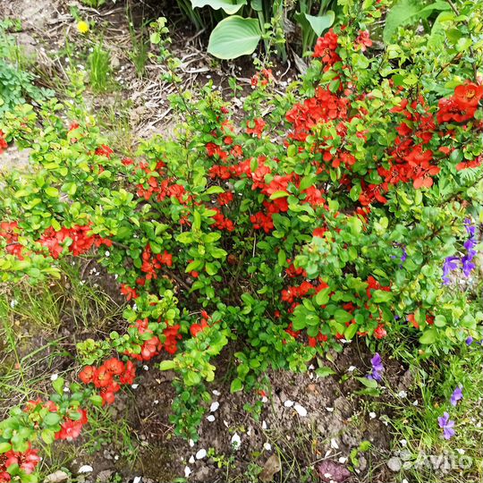 Редкие растения в Ясногорске