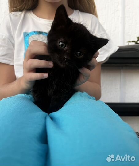 Котята (олухи) в добрые руки