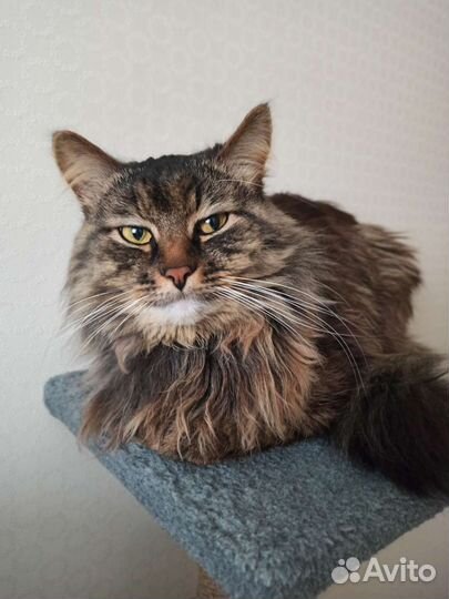 Сухой корм для собак monge hepatic