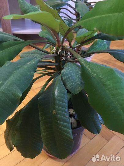 Молочай гребенчатый