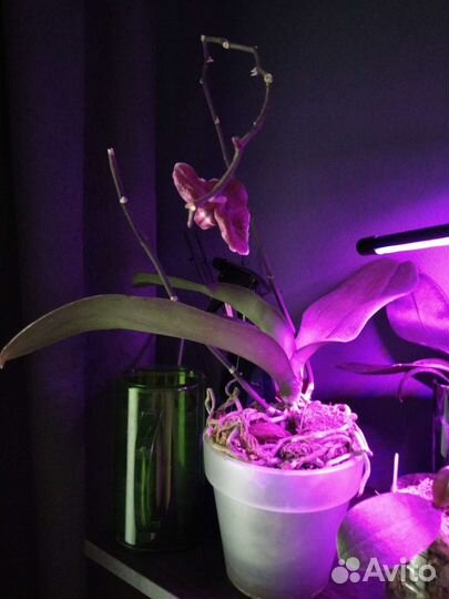 Каменная роза