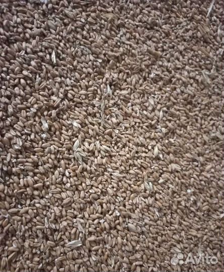 Просо, Пшеница озимая на корм/посев