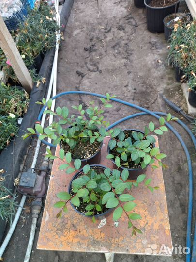 Лагерстремия