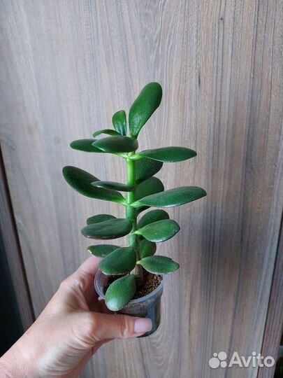 Толстянка крассула