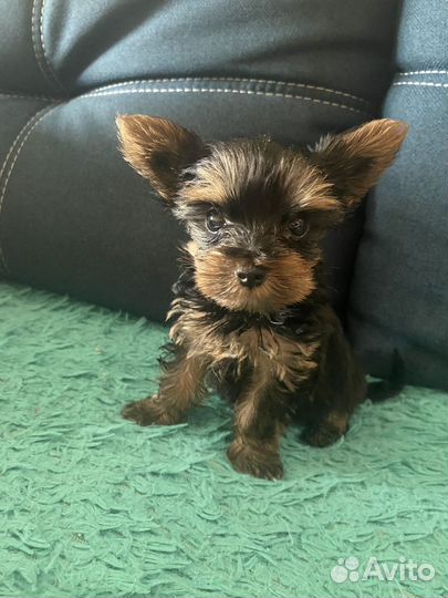 Йоркширский терьер