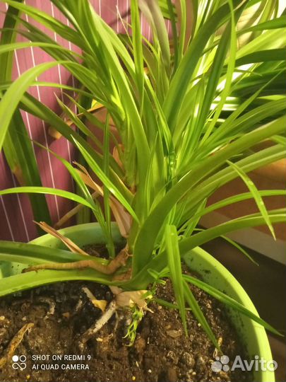 Панданус и детки