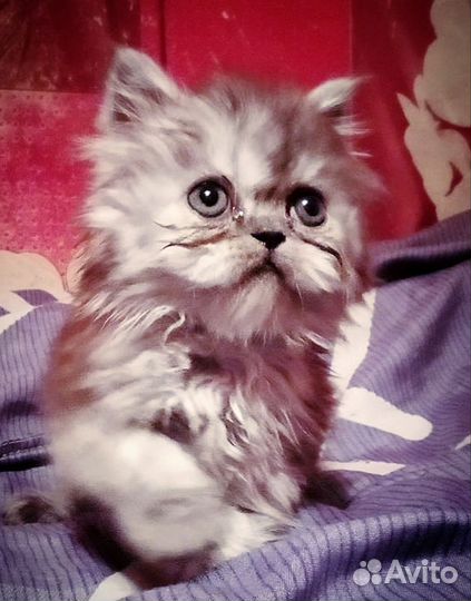 Персидский котёнок