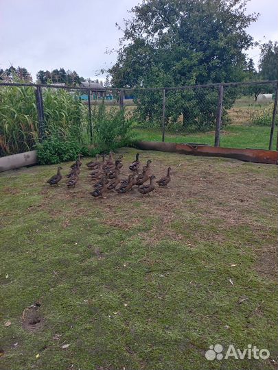 Продаются подсадные утки и селезни