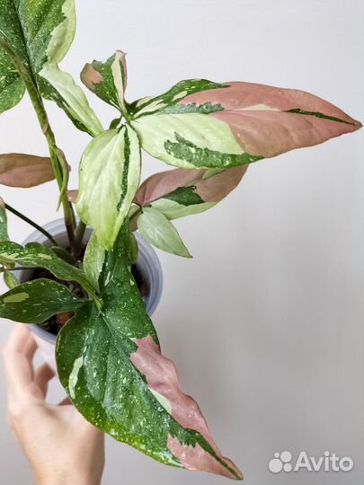 Сингониум Ред спот триколор