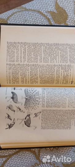 Английский толковый словарь Хорнби