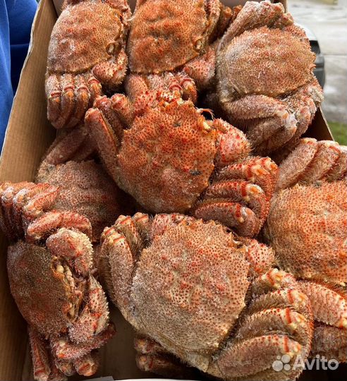 Краб волосатик