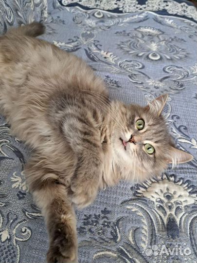 Кошечка Мила ищет дом