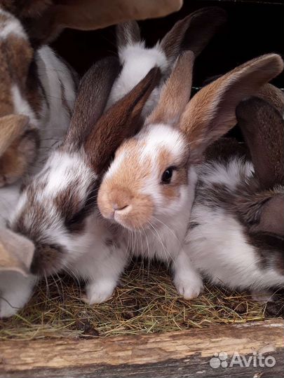 Крольчата