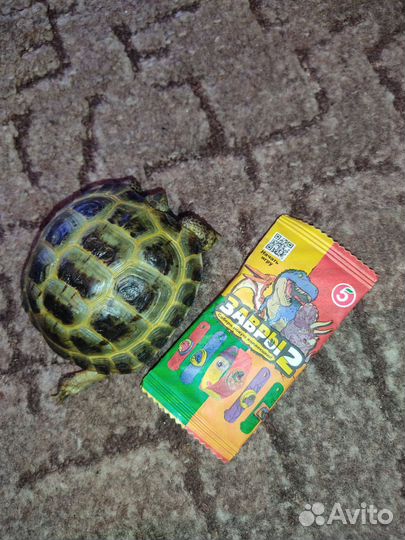 Черепаха сухопутная маленькая
