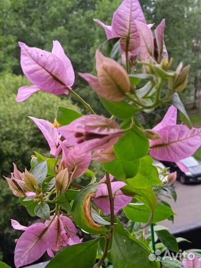 Бугенвиллия Easter Parade