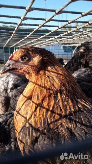 Несушка Хайсекс Браун, Доминант, Минорка