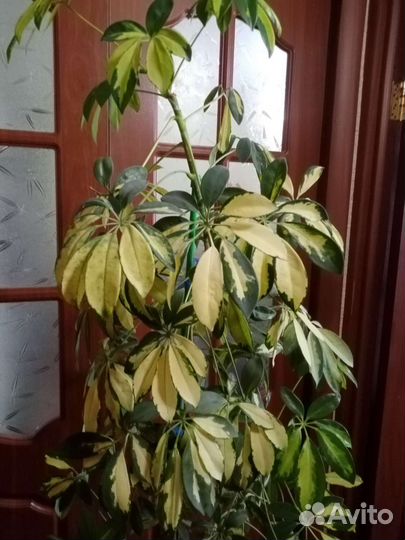 Пестролистная шефлера