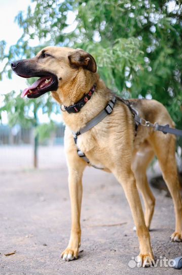 Лео молодой мальчик в добрые руки