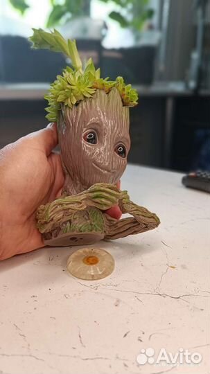 Суккуленты в кашпо