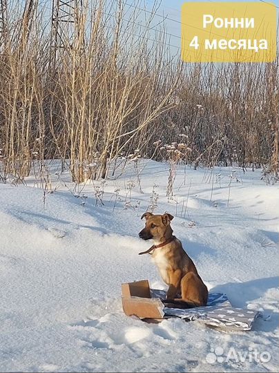 Собака