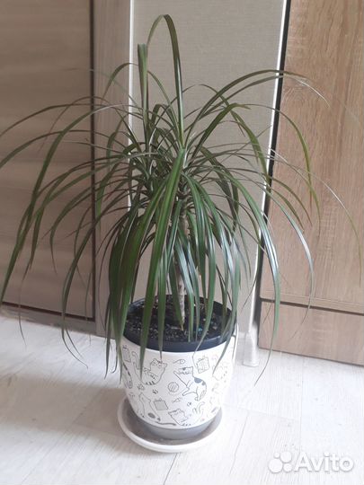 Уход, передержка комнатных растений