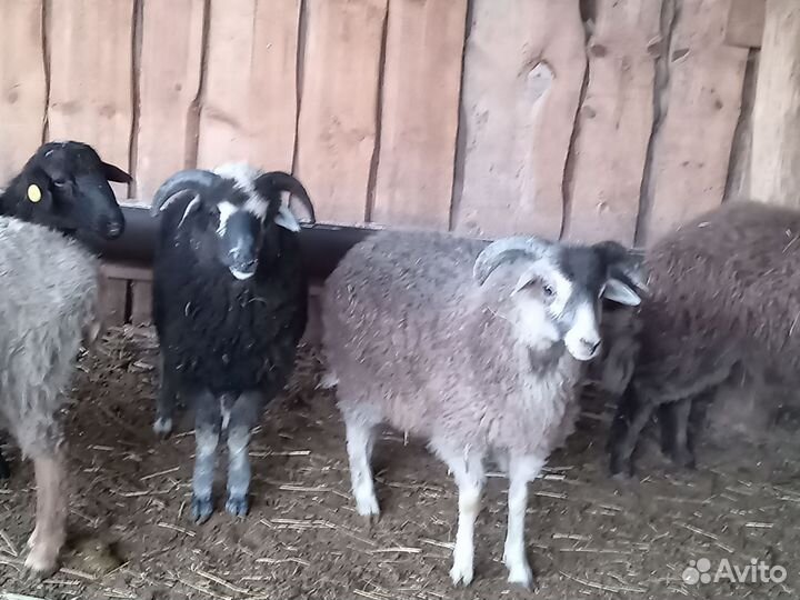 Овцы, бараны ягнята