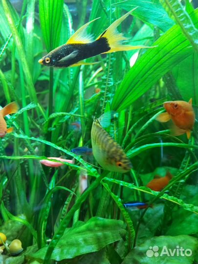 Украшение для аквариума