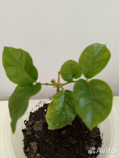 Жасмин Самбак