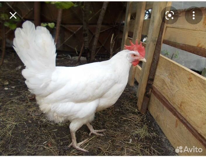 Куры несушки