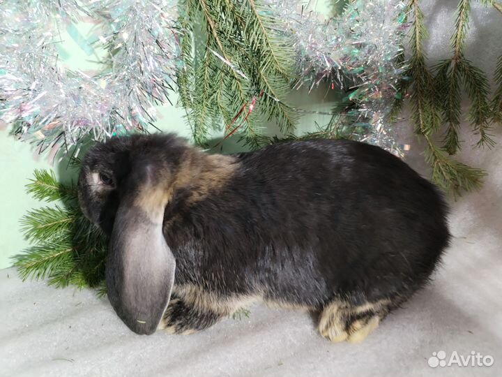 Кролики французский баран